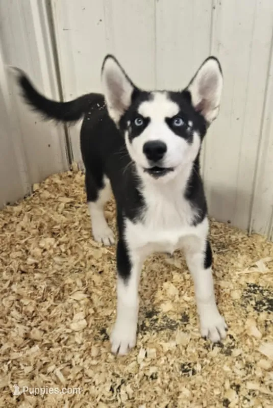 Kova girl 3 – Siberian Husky puppy for sale in Pittsville, WI