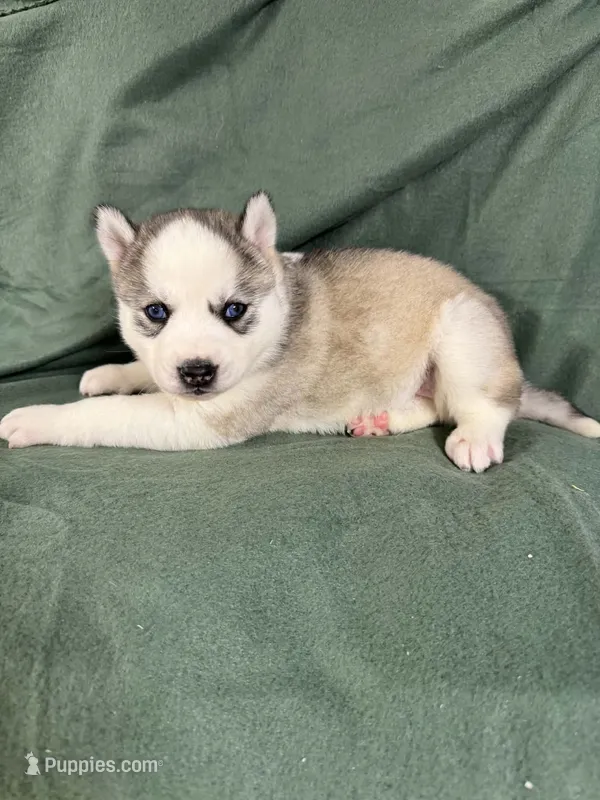 Boba girl 2 – Siberian Husky puppy for sale in Pittsville, WI