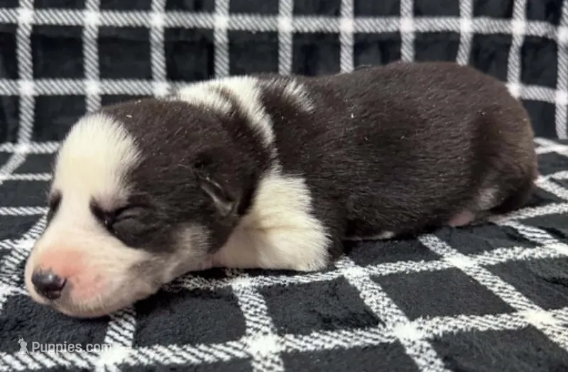 Kova boy 6 – Siberian Husky puppy for sale in Pittsville, WI