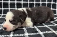 Kova boy 6, a male Siberian Husky for sale in Pittsville, WI – 1 of 1