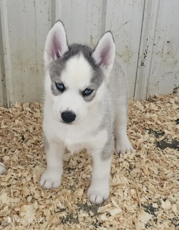 Annabelle boy 3 – Siberian Husky puppy for sale in Pittsville, WI