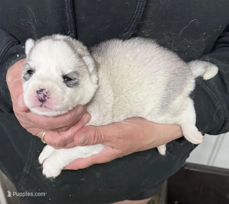 Luna girl 1 – Siberian Husky puppy for sale in Pittsville, WI