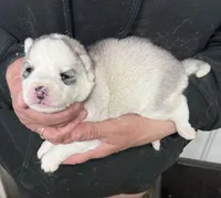 Luna girl 1, a female Siberian Husky for sale in Pittsville, WI – 1 of 1