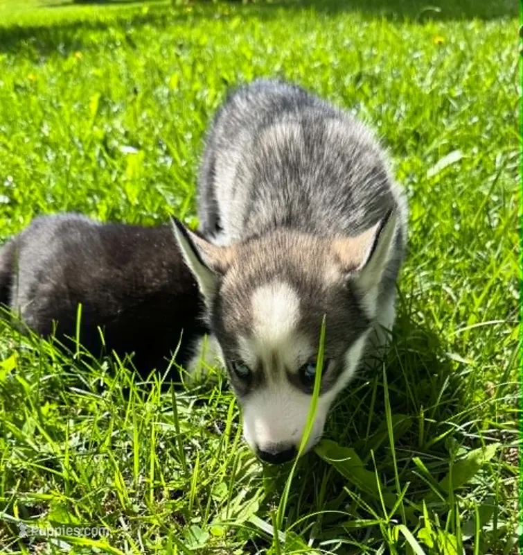 Kova boy 3 – Siberian Husky puppy for sale in Pittsville, WI