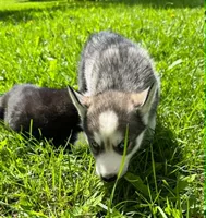 Kova boy 3, a male Siberian Husky for sale in Pittsville, WI – 2 of 7
