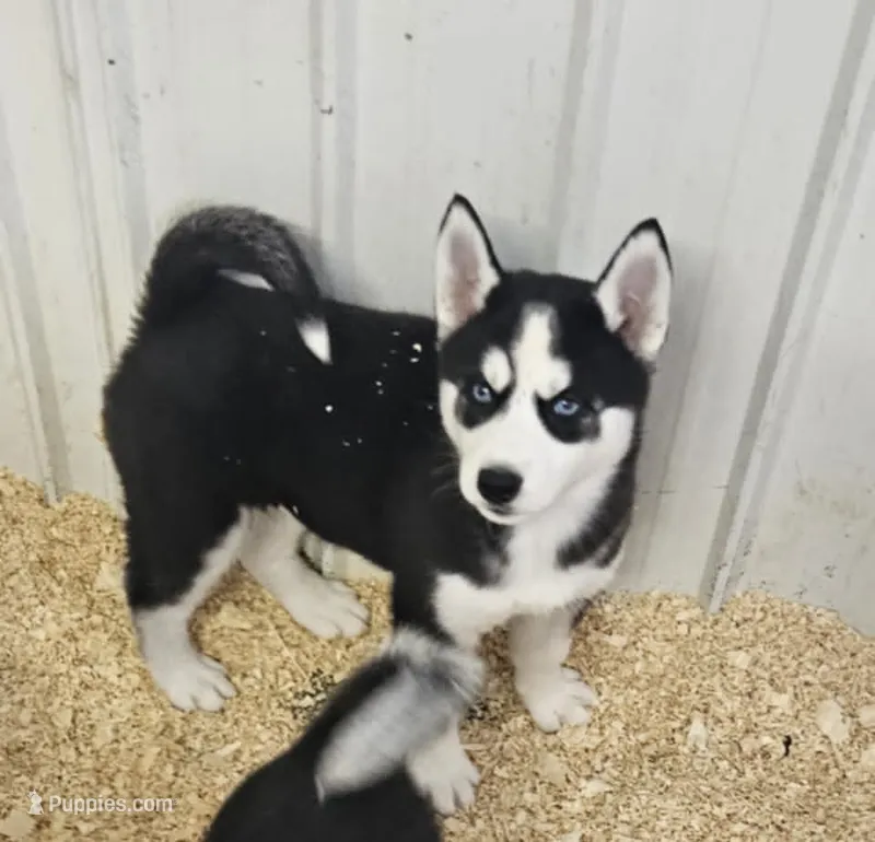 Kova girl 2 – Siberian Husky puppy for sale in Pittsville, WI