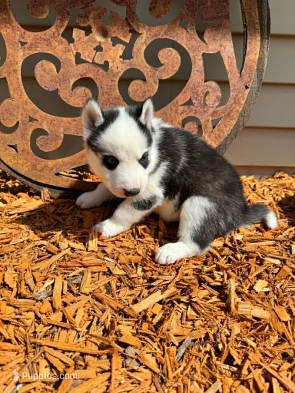 Boba boy 5 – Siberian Husky puppy for sale in Pittsville, WI