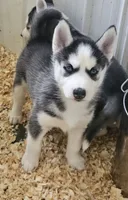 Annabelle girl 1, a female Siberian Husky for sale in Pittsville, WI – 1 of 1