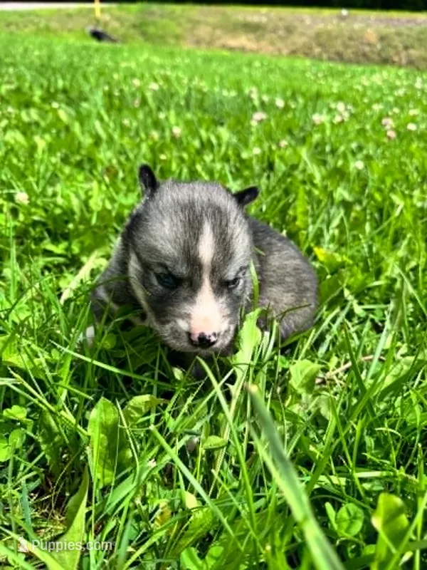 foxy girl 1 – Siberian Husky puppy for sale in Pittsville, WI