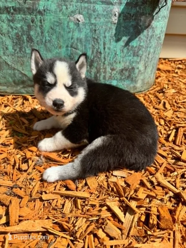 Kova girl 2 – Siberian Husky puppy for sale in Pittsville, WI