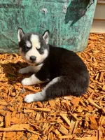 Kova girl 2, a female Siberian Husky for sale in Pittsville, WI – 5 of 8