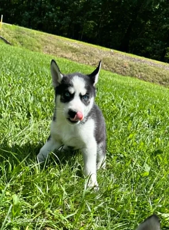 Kova boy 6 – Siberian Husky puppy for sale in Pittsville, WI