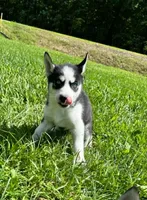 Kova boy 6, a male Siberian Husky for sale in Pittsville, WI – 2 of 9