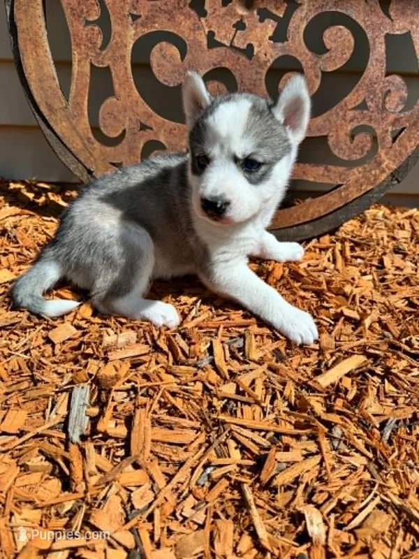 Boba boy 2 – Siberian Husky puppy for sale in Pittsville, WI