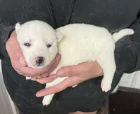 Luna girl 4, a female Siberian Husky for sale in Pittsville, WI – 1 of 1