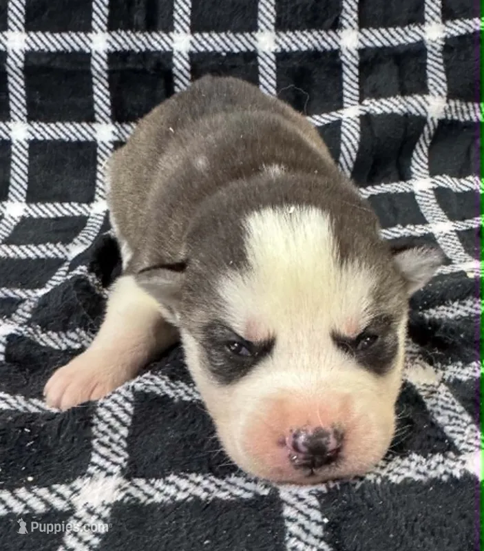 Kova boy 4 – Siberian Husky puppy for sale in Pittsville, WI
