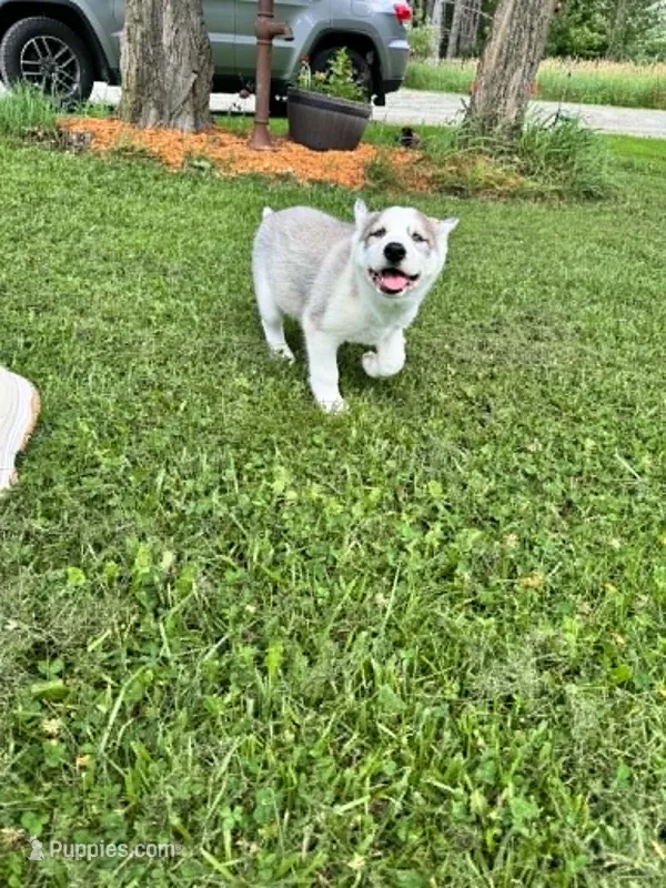 Boba boy 2 – Siberian Husky puppy for sale in Pittsville, WI