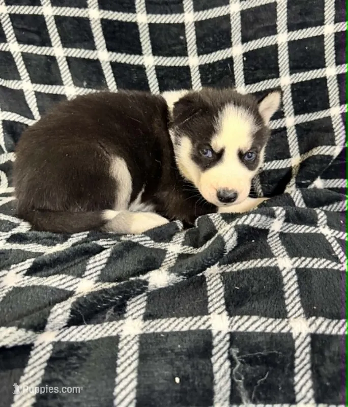Kova boy 6 – Siberian Husky puppy for sale in Pittsville, WI