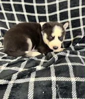 Kova boy 6, a male Siberian Husky for sale in Pittsville, WI – 5 of 9