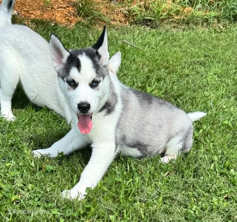 Boba girl 4 – Siberian Husky puppy for sale in Pittsville, WI