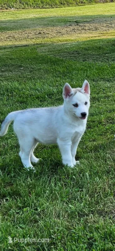 Boba girl 1 – Siberian Husky puppy for sale in Pittsville, WI