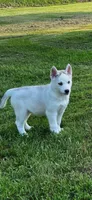 Boba girl 1, a female Siberian Husky for sale in Pittsville, WI – 1 of 7