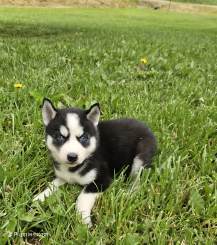 Kova girl 2 – Siberian Husky puppy for sale in Pittsville, WI