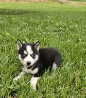 Kova girl 2, a female Siberian Husky for sale in Pittsville, WI – 4 of 8