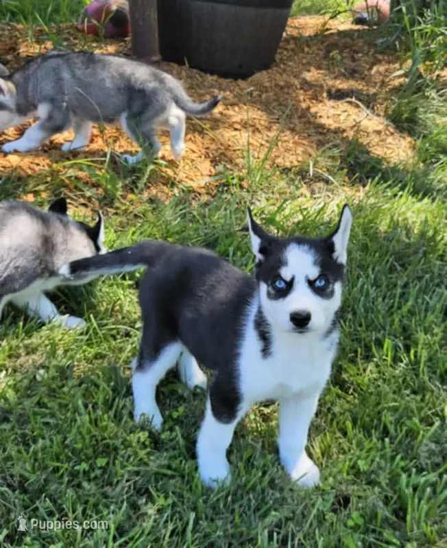 Kova boy 6 – Siberian Husky puppy for sale in Pittsville, WI