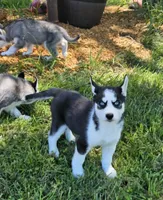Kova boy 6, a male Siberian Husky for sale in Pittsville, WI – 1 of 9