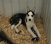 Boba boy 5, a male Siberian Husky for sale in Pittsville, WI – 1 of 10