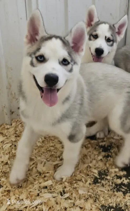 Boba boy 1 – Siberian Husky puppy for sale in Pittsville, WI