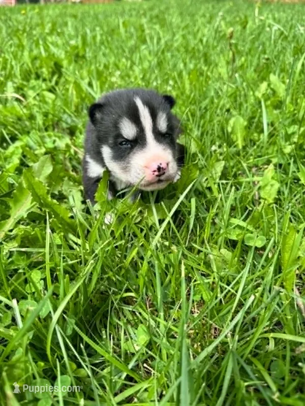 foxy boy 2 – Siberian Husky puppy for sale in Pittsville, WI