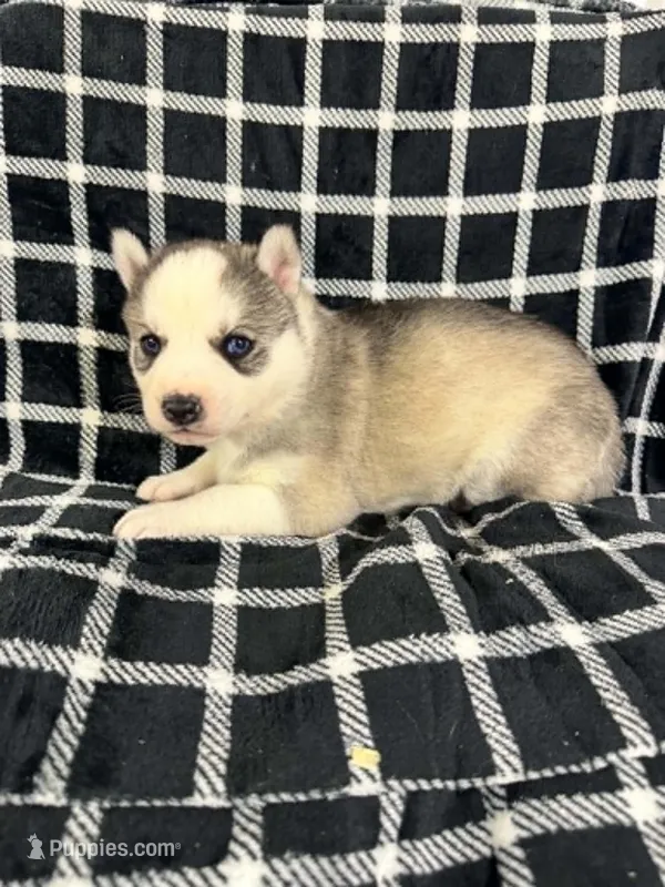 Boba boy 4 – Siberian Husky puppy for sale in Pittsville, WI