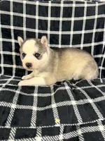Boba boy 4, a male Siberian Husky for sale in Pittsville, WI – 3 of 6