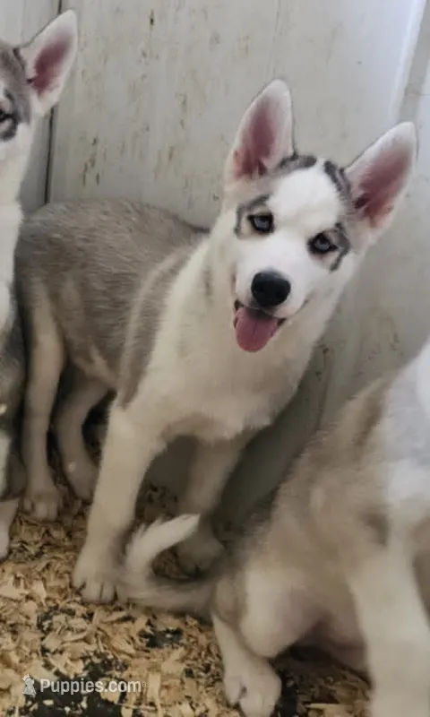Boba boy 3 – Siberian Husky puppy on hold in Pittsville, WI