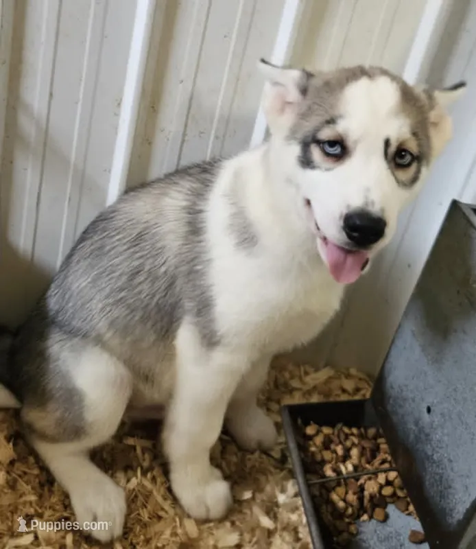 Boba boy 2 – Siberian Husky puppy for sale in Pittsville, WI