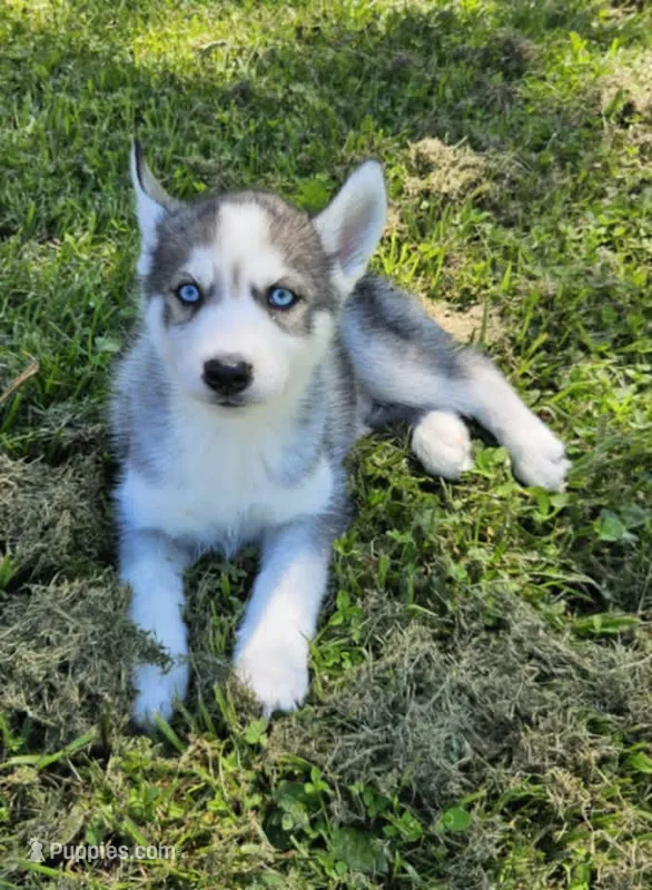Kova boy 3 – Siberian Husky puppy for sale in Pittsville, WI