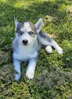 Kova boy 3, a male Siberian Husky for sale in Pittsville, WI – 1 of 7