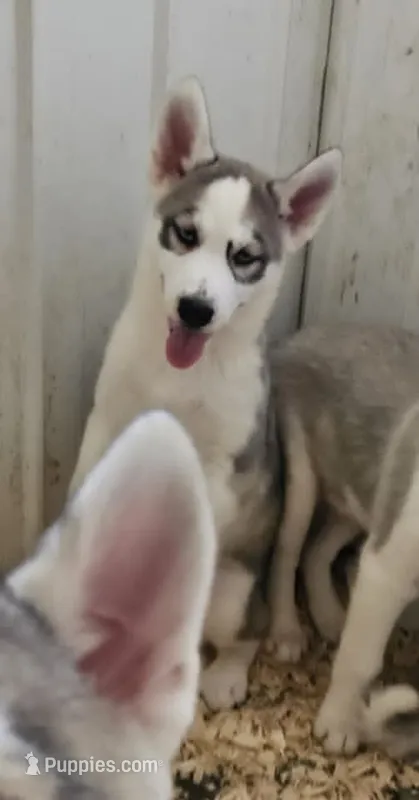 Boba boy 4 – Siberian Husky puppy for sale in Pittsville, WI