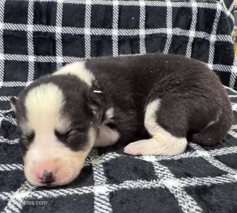 Kova boy 5 – Siberian Husky puppy for sale in Pittsville, WI
