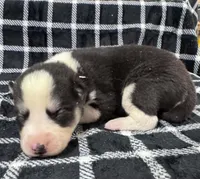 Kova boy 5, a male Siberian Husky for sale in Pittsville, WI – 1 of 1