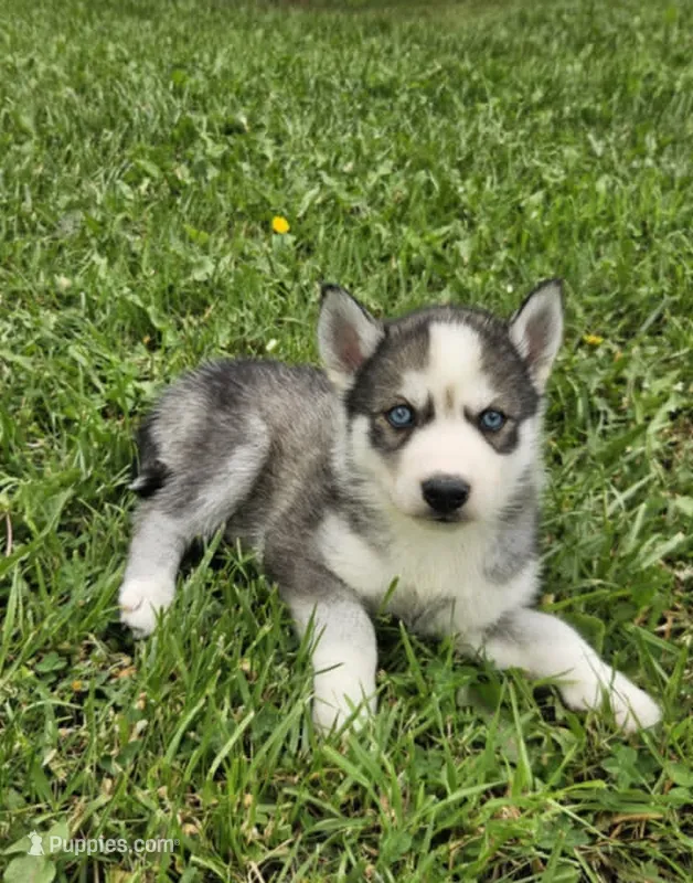 Kova boy 3 – Siberian Husky puppy for sale in Pittsville, WI