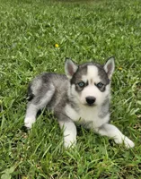 Kova boy 3, a male Siberian Husky for sale in Pittsville, WI – 3 of 7