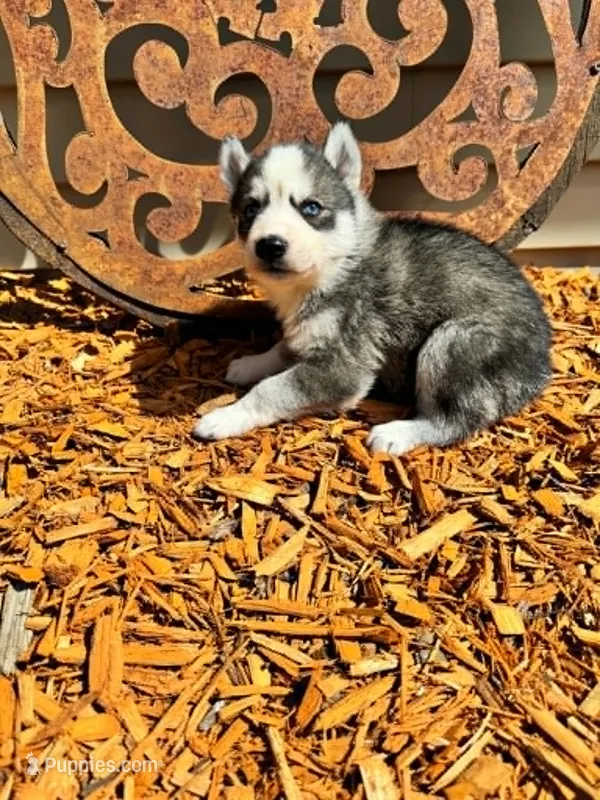 Kova boy 3 – Siberian Husky puppy for sale in Pittsville, WI