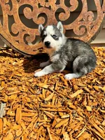 Kova boy 3, a male Siberian Husky for sale in Pittsville, WI – 4 of 7