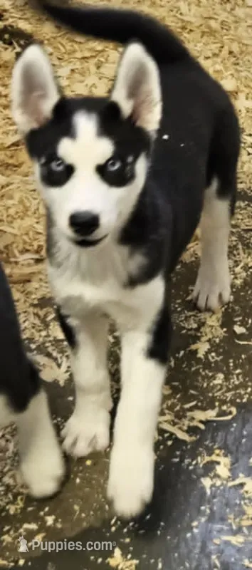 Kova girl 3 – Siberian Husky puppy for sale in Pittsville, WI