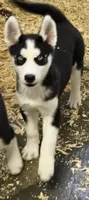 Kova girl 3, a female Siberian Husky for sale in Pittsville, WI – 2 of 10