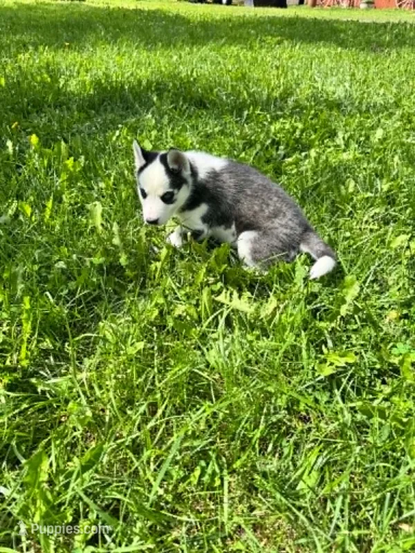 Boba boy 5 – Siberian Husky puppy for sale in Pittsville, WI