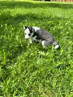 Boba boy 5, a male Siberian Husky for sale in Pittsville, WI – 1 of 7